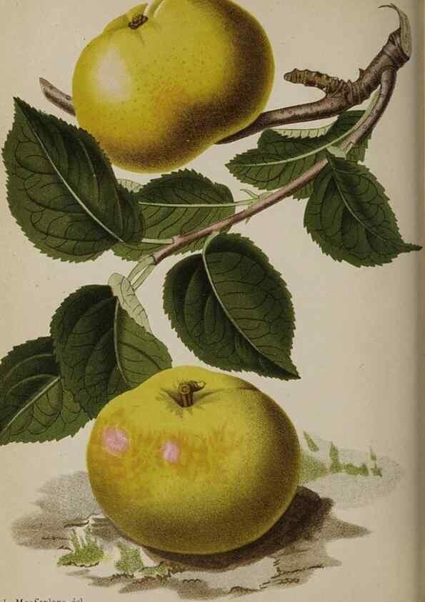 Reproducción/Reproduction 49090585116: The florist and pomologist, and suburban gardener.. London :Published for the proprietors by Messrs. Kent & Co.,1880-. 