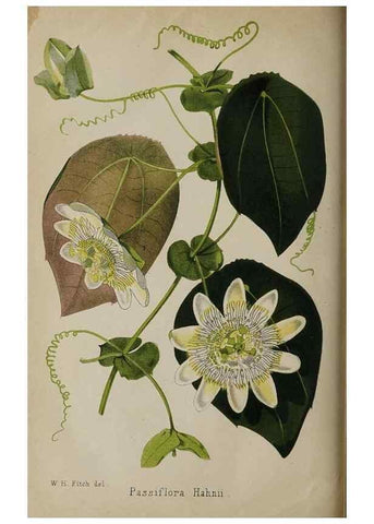 Reproducción/Reproduction 49090788032: The florist and pomologist, and suburban gardener.. London :Published for the proprietors by Messrs. Kent & Co.,1880-. 