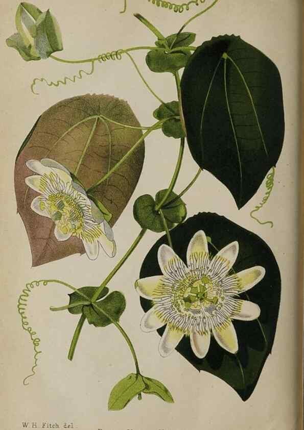 Reproducción/Reproduction 49090788032: The florist and pomologist, and suburban gardener.. London :Published for the proprietors by Messrs. Kent & Co.,1880-. 