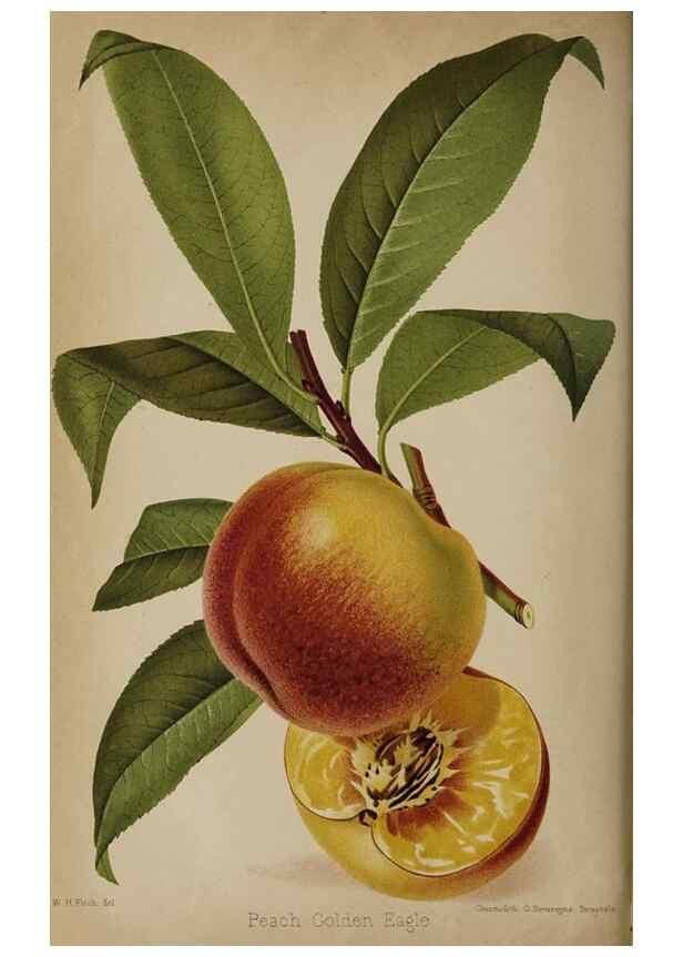 Reproducción/Reproduction 49090788442: The florist and pomologist, and suburban gardener.. London :Published for the proprietors by Messrs. Kent & Co.,1880-. 