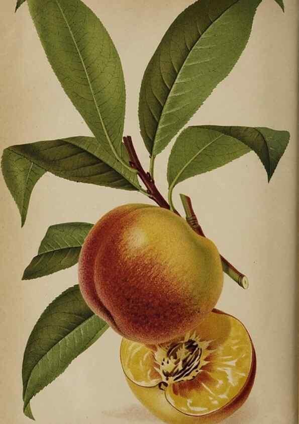 Reproducción/Reproduction 49090788442: The florist and pomologist, and suburban gardener.. London :Published for the proprietors by Messrs. Kent & Co.,1880-. 