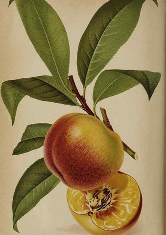 Reproducción/Reproduction 49090788442: The florist and pomologist, and suburban gardener.. London :Published for the proprietors by Messrs. Kent & Co.,1880-. 