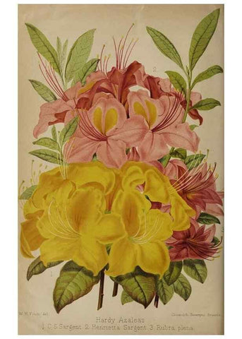 Reproducción/Reproduction 49090073923: The florist and pomologist, and suburban gardener.. London :Published for the proprietors by Messrs. Kent & Co.,1880-. 