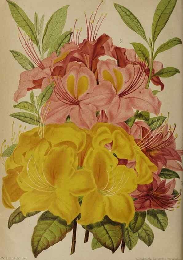 Reproducción/Reproduction 49090073923: The florist and pomologist, and suburban gardener.. London :Published for the proprietors by Messrs. Kent & Co.,1880-. 