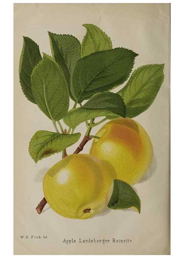 Reproducción/Reproduction 49090074228: The florist and pomologist, and suburban gardener.. London :Published for the proprietors by Messrs. Kent & Co.,1880-. 