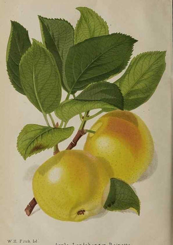 Reproducción/Reproduction 49090074228: The florist and pomologist, and suburban gardener.. London :Published for the proprietors by Messrs. Kent & Co.,1880-. 