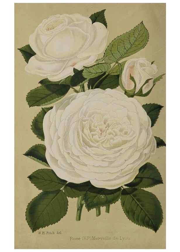Reproducción/Reproduction 49091128627: The florist and pomologist, and suburban gardener.. London :Published for the proprietors by Messrs. Kent & Co.,1880-. 
