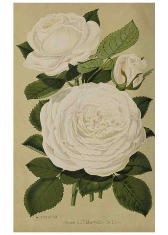 Reproducción/Reproduction 49091128627: The florist and pomologist, and suburban gardener.. London :Published for the proprietors by Messrs. Kent & Co.,1880-. 