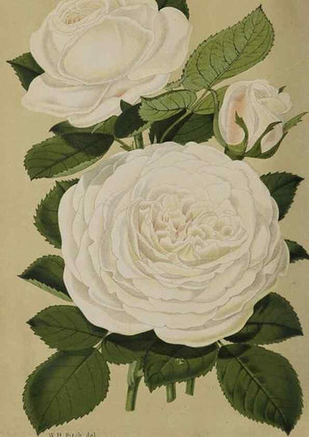 Reproducción/Reproduction 49091128627: The florist and pomologist, and suburban gardener.. London :Published for the proprietors by Messrs. Kent & Co.,1880-. 