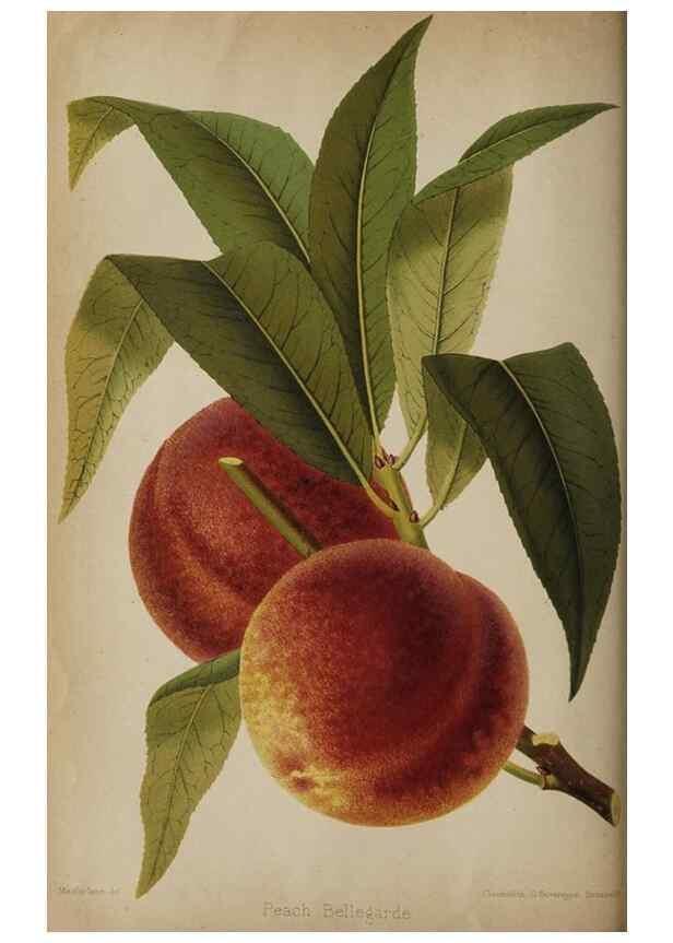 Reproducción/Reproduction 49090784647: The florist and pomologist, and suburban gardener.. London :Published for the proprietors by Messrs. Kent & Co.,1880-. 