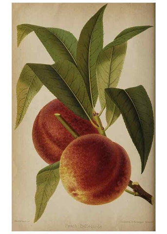 Reproducción/Reproduction 49090784647: The florist and pomologist, and suburban gardener.. London :Published for the proprietors by Messrs. Kent & Co.,1880-. 