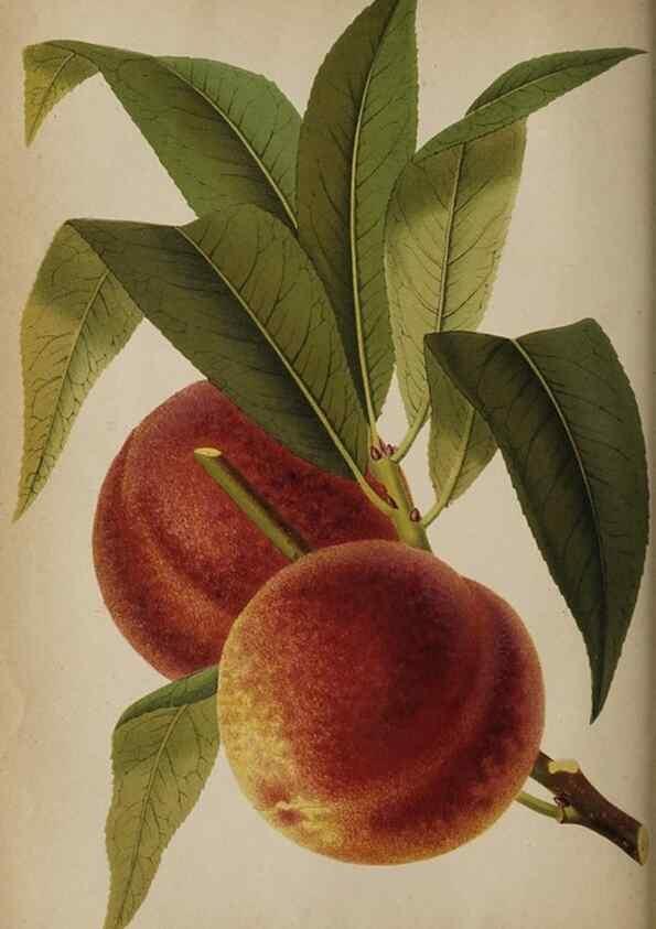 Reproducción/Reproduction 49090784647: The florist and pomologist, and suburban gardener.. London :Published for the proprietors by Messrs. Kent & Co.,1880-. 