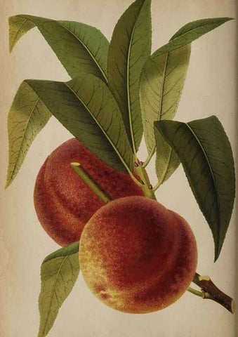 Reproducción/Reproduction 49090784647: The florist and pomologist, and suburban gardener.. London :Published for the proprietors by Messrs. Kent & Co.,1880-. 