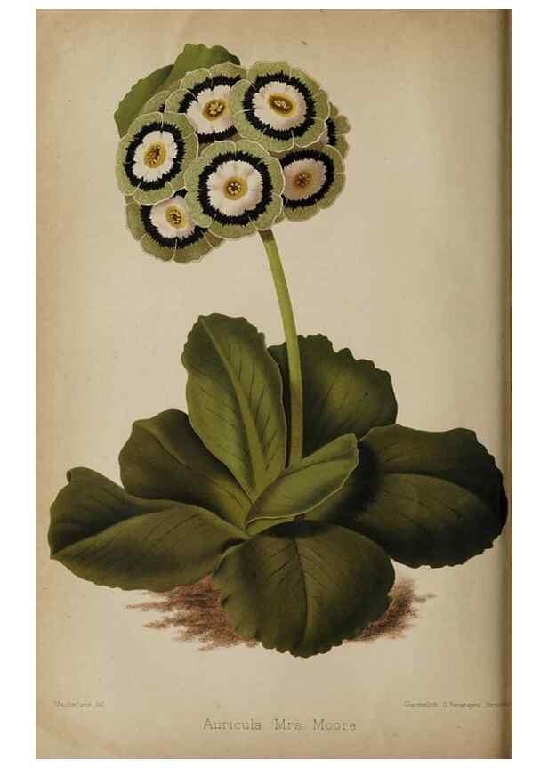 Reproducción/Reproduction 49090069453: The florist and pomologist, and suburban gardener.. London :Published for the proprietors by Messrs. Kent & Co.,1880-. 