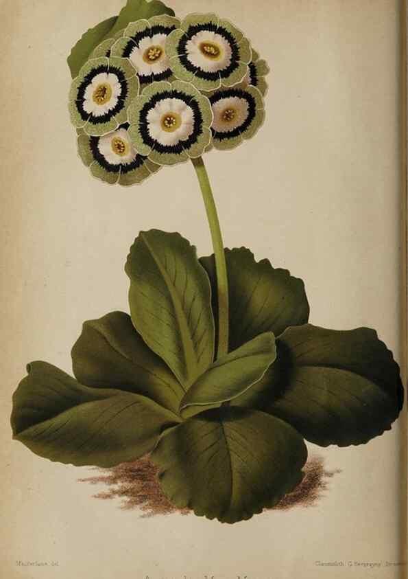 Reproducción/Reproduction 49090069453: The florist and pomologist, and suburban gardener.. London :Published for the proprietors by Messrs. Kent & Co.,1880-. 