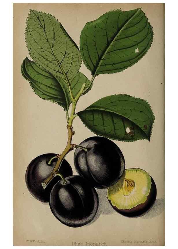 Reproducción/Reproduction 49090069138: The florist and pomologist, and suburban gardener.. London :Published for the proprietors by Messrs. Kent & Co.,1880-. 
