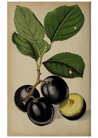 Reproducción/Reproduction 49090069138: The florist and pomologist, and suburban gardener.. London :Published for the proprietors by Messrs. Kent & Co.,1880-. 