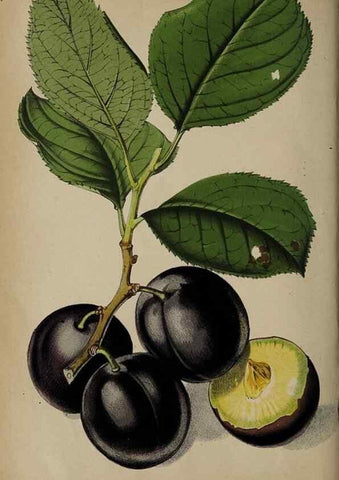 Reproducción/Reproduction 49090069138: The florist and pomologist, and suburban gardener.. London :Published for the proprietors by Messrs. Kent & Co.,1880-. 