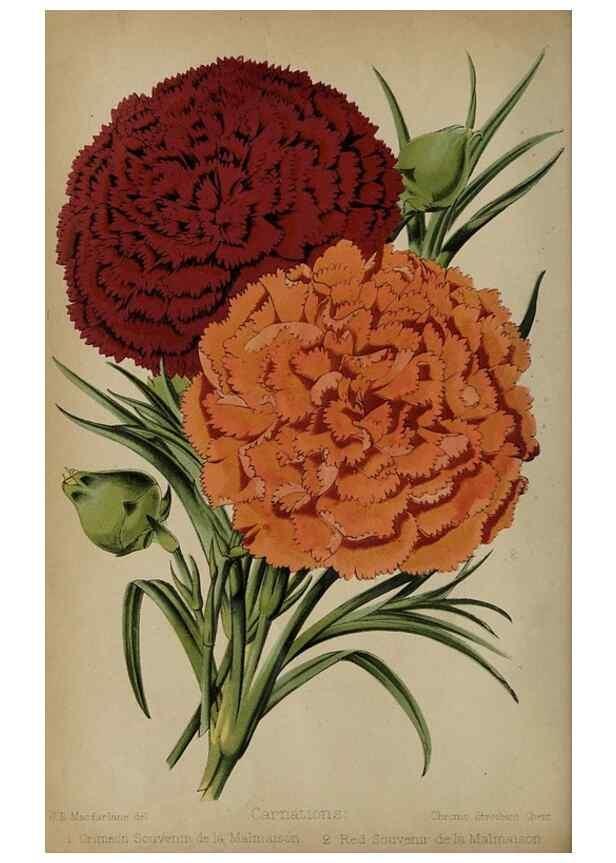 Reproducción/Reproduction 49090580781: The florist and pomologist, and suburban gardener.. London :Published for the proprietors by Messrs. Kent & Co.,1880-. 