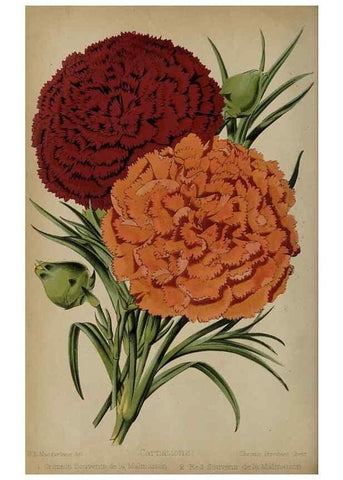 Reproducción/Reproduction 49090580781: The florist and pomologist, and suburban gardener.. London :Published for the proprietors by Messrs. Kent & Co.,1880-. 