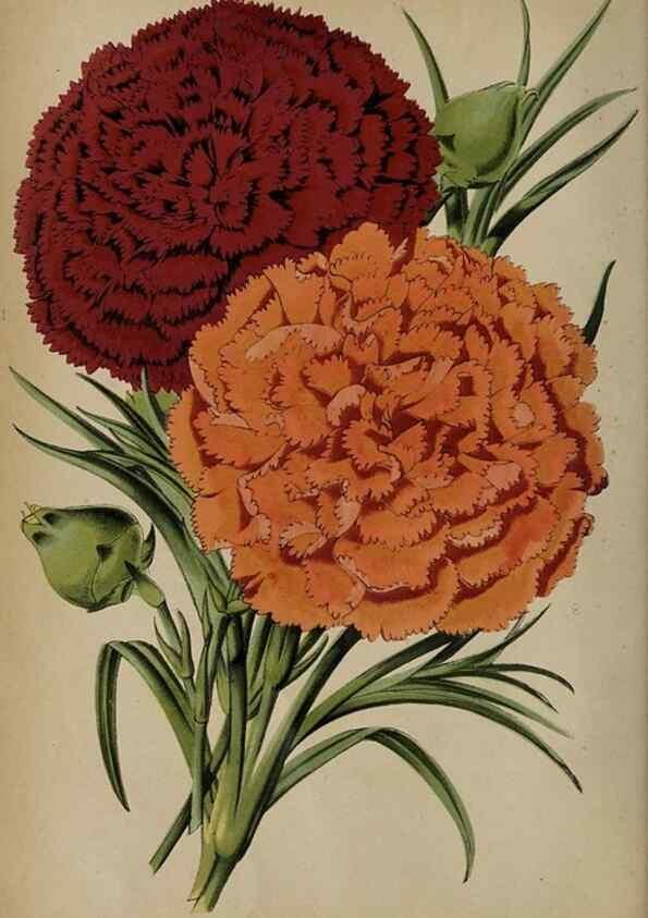 Reproducción/Reproduction 49090580781: The florist and pomologist, and suburban gardener.. London :Published for the proprietors by Messrs. Kent & Co.,1880-. 