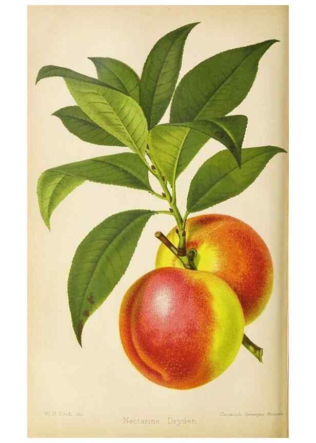 Reproducción/Reproduction 49090324936: The florist and pomologist, and suburban gardener.. London :Published for the proprietors by Messrs. Kent & Co.,1880-. 