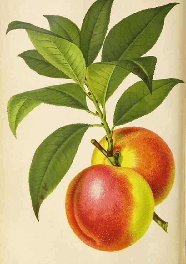 Reproducción/Reproduction 49090324936: The florist and pomologist, and suburban gardener.. London :Published for the proprietors by Messrs. Kent & Co.,1880-. 