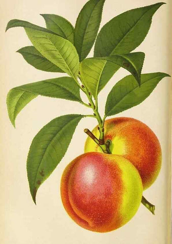 Reproducción/Reproduction 49090324936: The florist and pomologist, and suburban gardener.. London :Published for the proprietors by Messrs. Kent & Co.,1880-. 