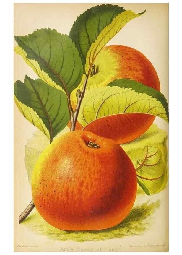 Reproducción/Reproduction 49090325326: The florist and pomologist, and suburban gardener.. London :Published for the proprietors by Messrs. Kent & Co.,1880-. 