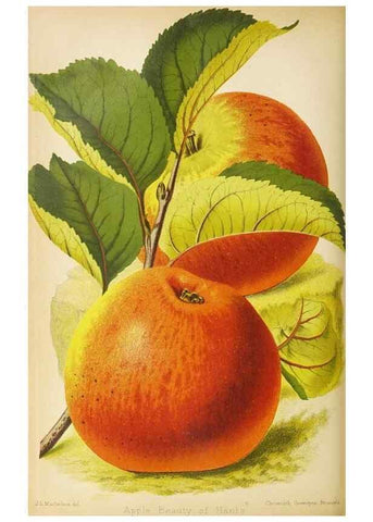 Reproducción/Reproduction 49090325326: The florist and pomologist, and suburban gardener.. London :Published for the proprietors by Messrs. Kent & Co.,1880-. 