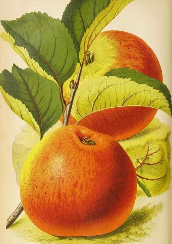 Reproducción/Reproduction 49090325326: The florist and pomologist, and suburban gardener.. London :Published for the proprietors by Messrs. Kent & Co.,1880-. 