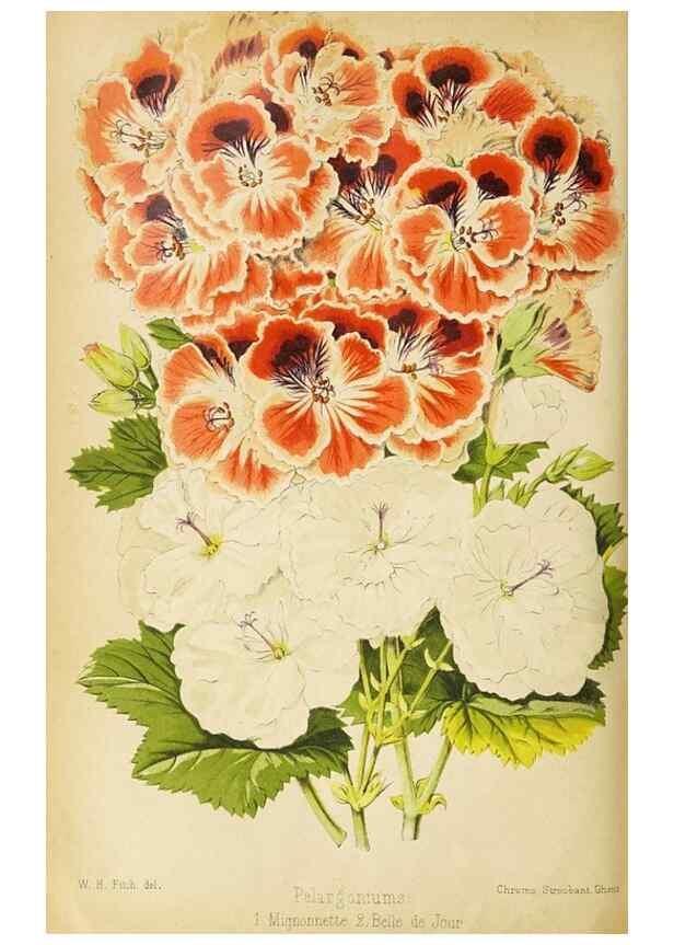 Reproducción/Reproduction 49090530332: The florist and pomologist, and suburban gardener.. London :Published for the proprietors by Messrs. Kent & Co.,1880-. 