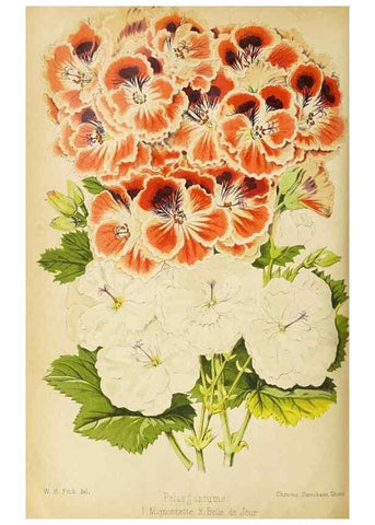 Reproducción/Reproduction 49090530332: The florist and pomologist, and suburban gardener.. London :Published for the proprietors by Messrs. Kent & Co.,1880-. 