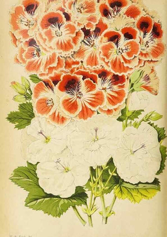 Reproducción/Reproduction 49090530332: The florist and pomologist, and suburban gardener.. London :Published for the proprietors by Messrs. Kent & Co.,1880-. 
