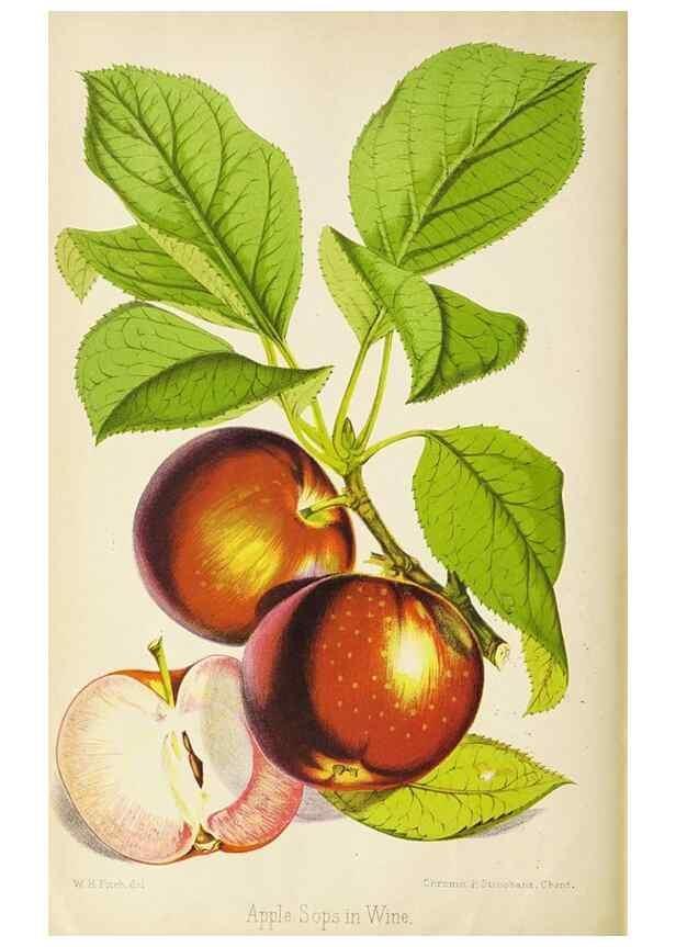 Reproducción/Reproduction 49090530857: The florist and pomologist, and suburban gardener.. London :Published for the proprietors by Messrs. Kent & Co.,1880-. 
