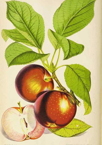 Reproducción/Reproduction 49090530857: The florist and pomologist, and suburban gardener.. London :Published for the proprietors by Messrs. Kent & Co.,1880-. 