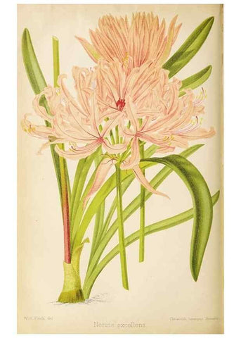Reproducción/Reproduction 49090326476: The florist and pomologist, and suburban gardener.. London :Published for the proprietors by Messrs. Kent & Co.,1880-. 