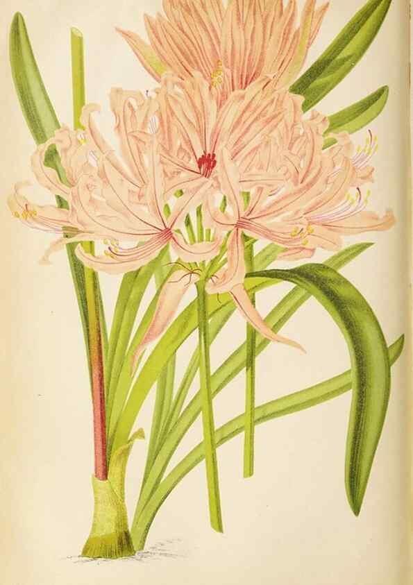 Reproducción/Reproduction 49090326476: The florist and pomologist, and suburban gardener.. London :Published for the proprietors by Messrs. Kent & Co.,1880-. 