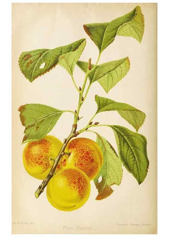 Reproducción/Reproduction 49089816983: The florist and pomologist, and suburban gardener.. London :Published for the proprietors by Messrs. Kent & Co.,1880-. 