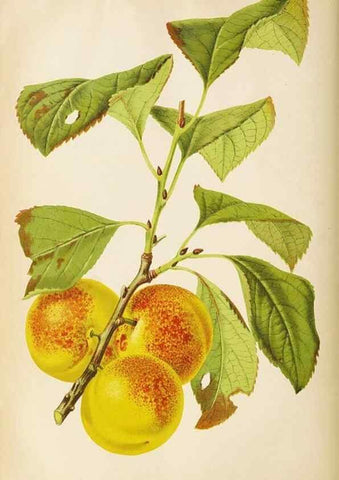 Reproducción/Reproduction 49089816983: The florist and pomologist, and suburban gardener.. London :Published for the proprietors by Messrs. Kent & Co.,1880-. 