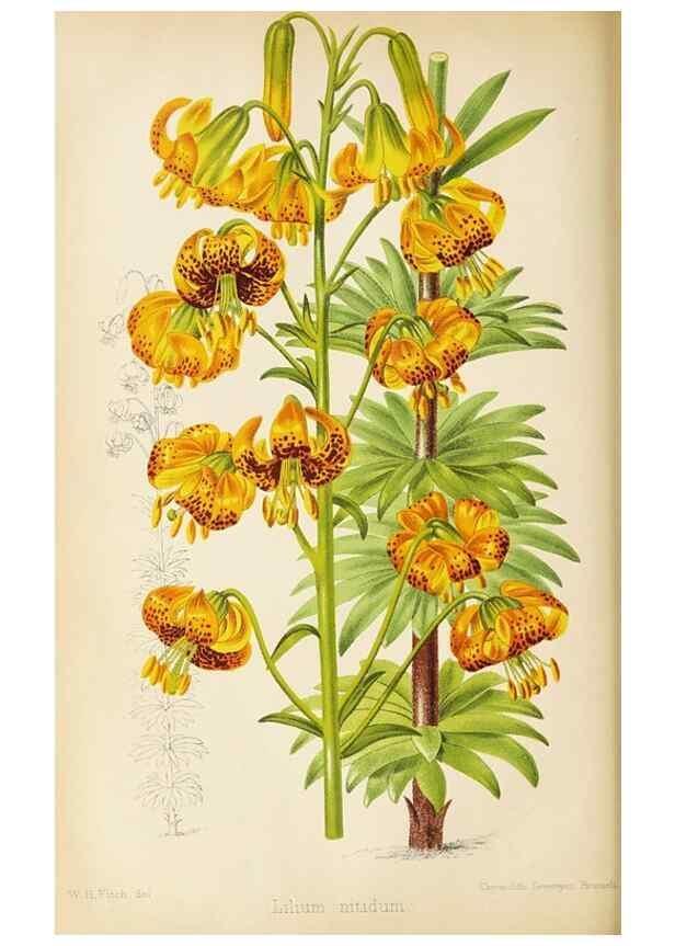 Reproducción/Reproduction 49090327321: The florist and pomologist, and suburban gardener.. London :Published for the proprietors by Messrs. Kent & Co.,1880-. 