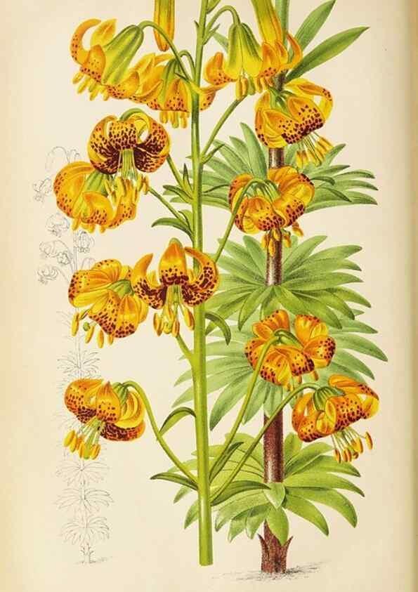 Reproducción/Reproduction 49090327321: The florist and pomologist, and suburban gardener.. London :Published for the proprietors by Messrs. Kent & Co.,1880-. 