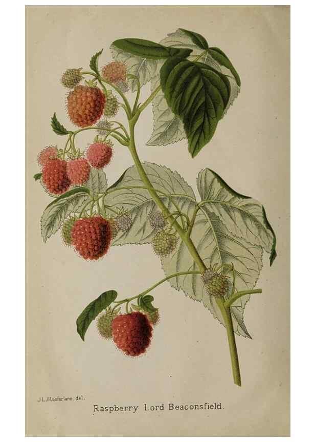 Reproducción/Reproduction 49090925906: The florist and pomologist, and suburban gardener.. London :Published for the proprietors by Messrs. Kent & Co.,1880-. 