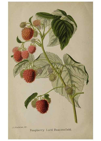 Reproducción/Reproduction 49090925906: The florist and pomologist, and suburban gardener.. London :Published for the proprietors by Messrs. Kent & Co.,1880-. 