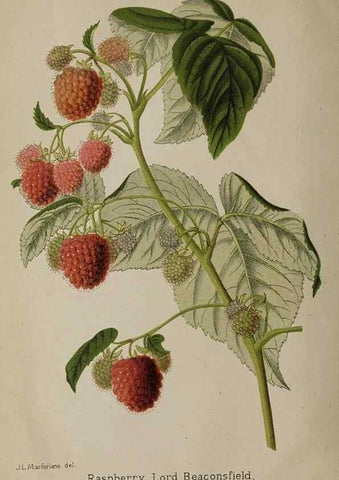 Reproducción/Reproduction 49090925906: The florist and pomologist, and suburban gardener.. London :Published for the proprietors by Messrs. Kent & Co.,1880-. 