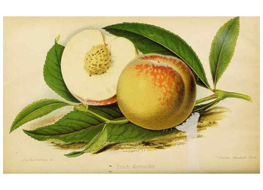 Reproducción/Reproduction 49089817908: The florist and pomologist, and suburban gardener.. London :Published for the proprietors by Messrs. Kent & Co.,1880-. 
