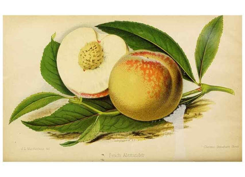 Reproducción/Reproduction 49089817908: The florist and pomologist, and suburban gardener.. London :Published for the proprietors by Messrs. Kent & Co.,1880-. 