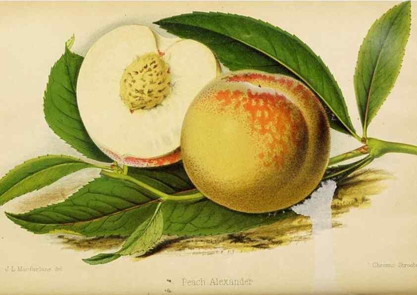 Reproducción/Reproduction 49089817908: The florist and pomologist, and suburban gardener.. London :Published for the proprietors by Messrs. Kent & Co.,1880-. 