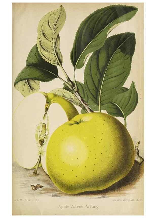 Reproducción/Reproduction 49090328546: The florist and pomologist, and suburban gardener.. London :Published for the proprietors by Messrs. Kent & Co.,1880-. 