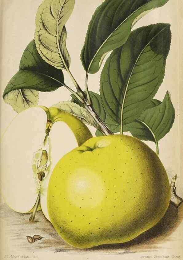 Reproducción/Reproduction 49090328546: The florist and pomologist, and suburban gardener.. London :Published for the proprietors by Messrs. Kent & Co.,1880-. 